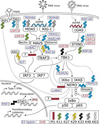 The Role of Atypical Ubiquitin Chains in the Regulation of the Antiviral Innate Immune Response
